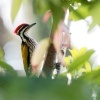 Datel zlatohrbety - Dinopium javanense - Common Flameback o3594